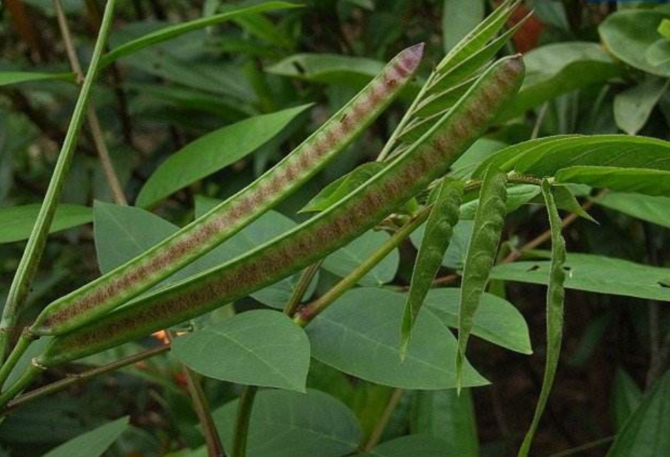 农村荒地常见的野扁豆人称望江南种子入药能明目和降血压