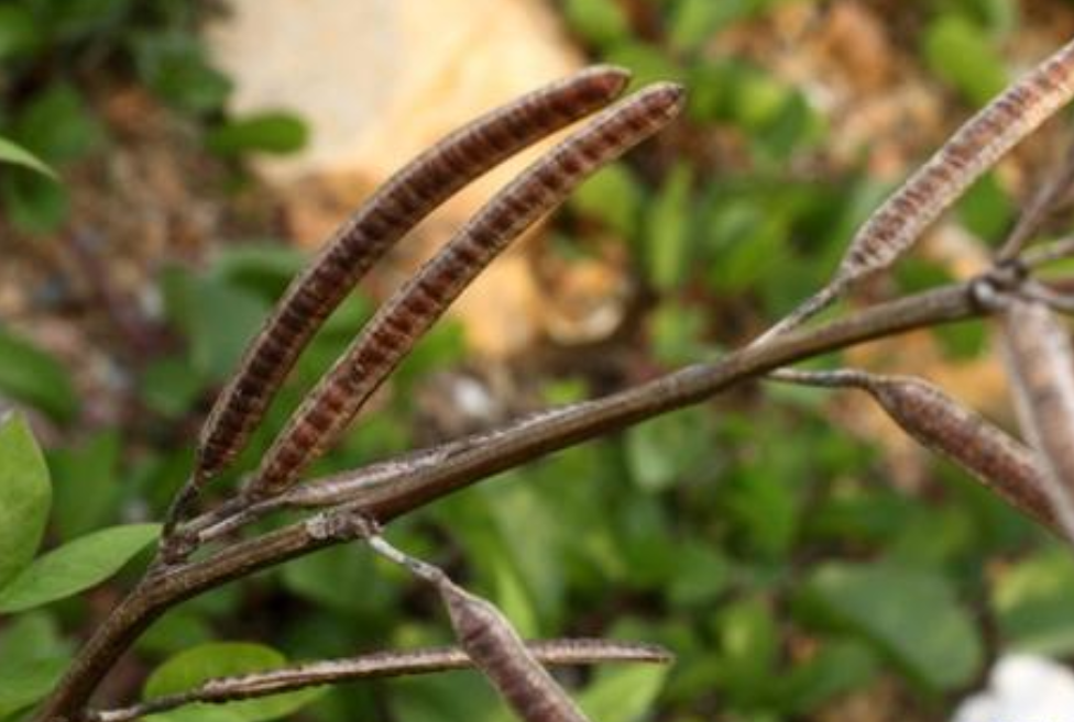 农村荒地常见的野扁豆人称望江南种子入药能明目和降血压