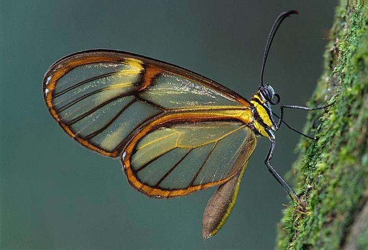 蝴蝶也会基因变异?长出一双透明的翅膀,实在太漂亮了