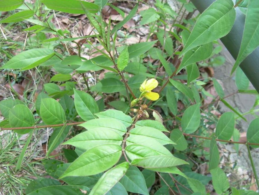 农村荒地常见的野扁豆人称望江南种子入药能明目和降血压