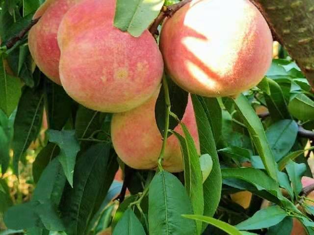 【视频】镇江荣炳14万斤"国庆寿桃"再添喜庆