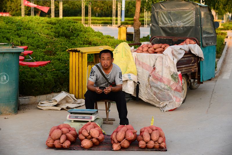 山东茌平十一好去处肖庄大枣园
