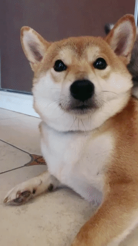 养阿拉斯加千万别眨眼不然的话