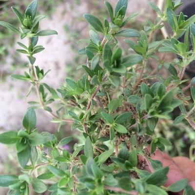 这种"野草"好养好爆盆,人称"地椒草",养家里能驱蚊!