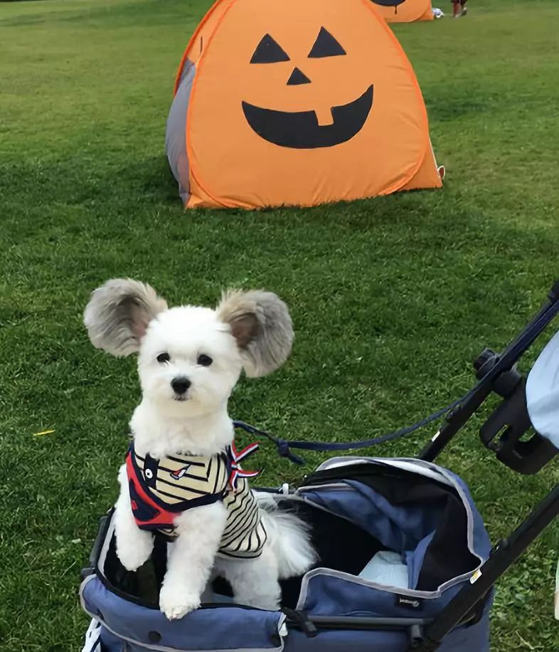 拥有米老鼠一样大耳朵的狗狗真是可爱到爆炸