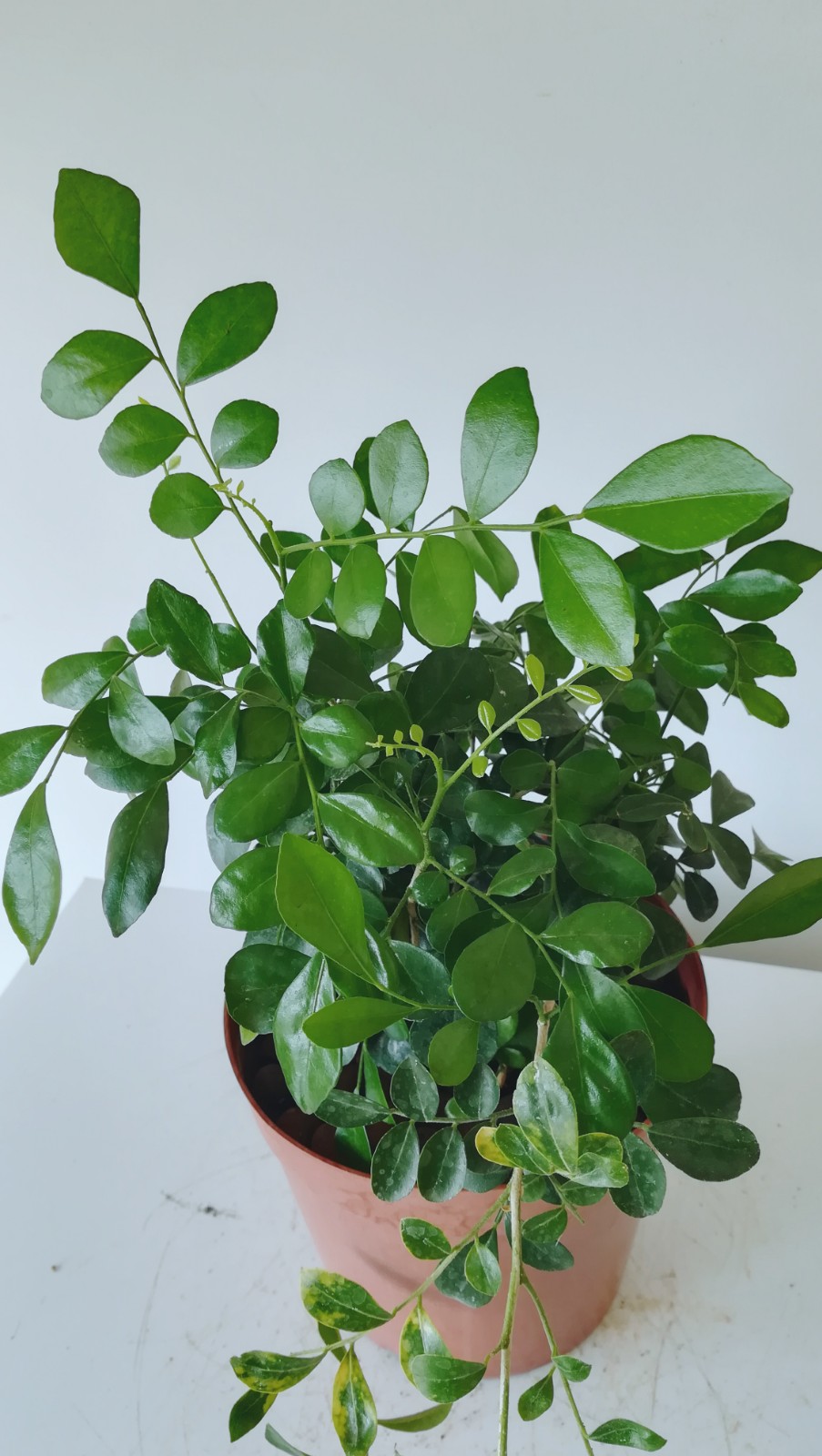 九里香花卉盆栽,秋凉叶多,花开纯香