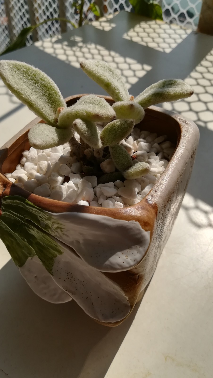 小兔子多肉福兔耳超可爱颜值高易盆