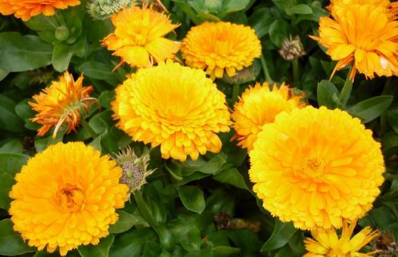 喜欢菊花不如养盆菊中珍品金盏菊清新别致沾土即活