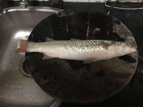 这种鱼在咸淡水交界的地方生活,各位内陆地区的钓友,你们见过吗