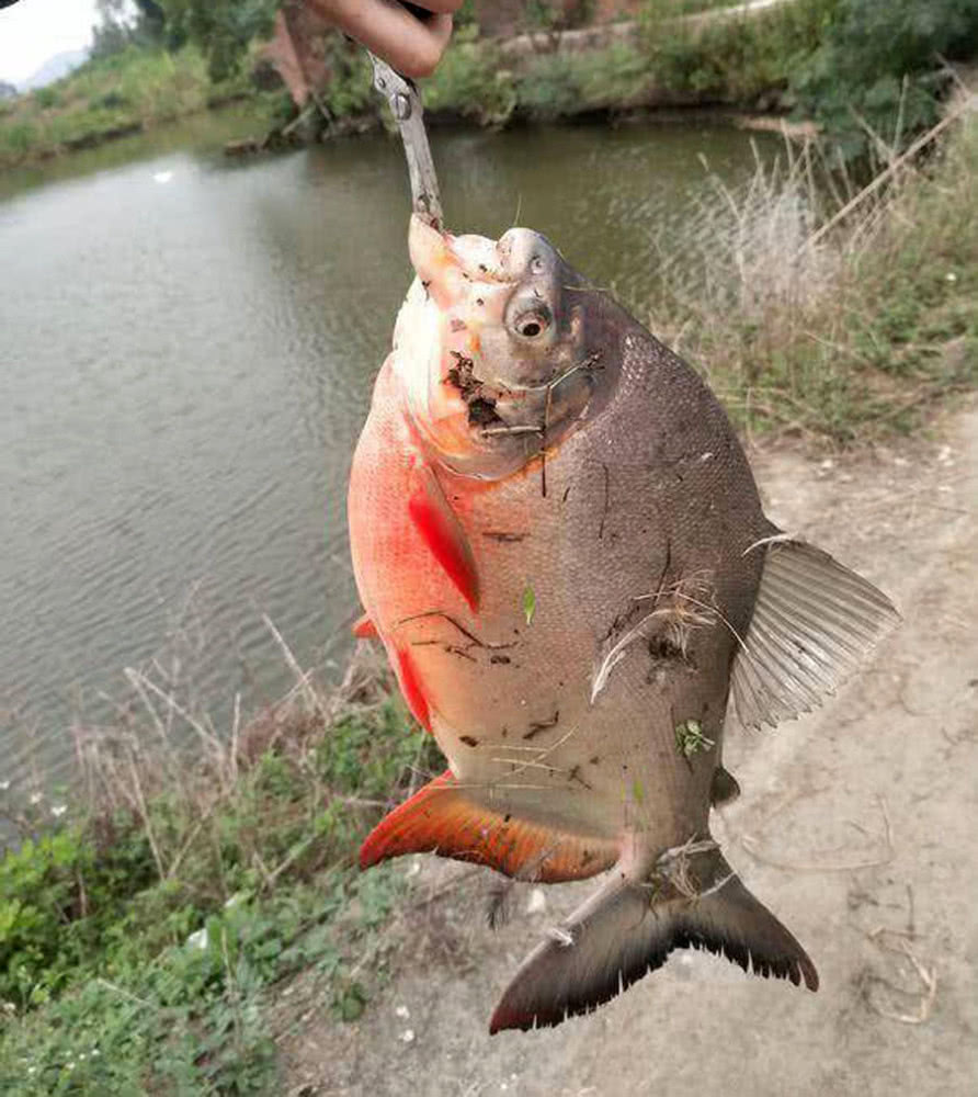 垂钓淡水白鲳,它是"食人鲳"的近亲,长着与其不匹配的牙齿|深水|白鲳鱼