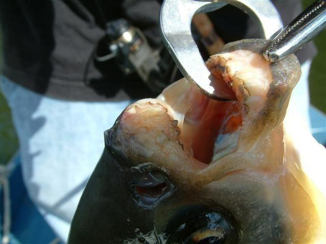 垂钓淡水白鲳,它是"食人鲳"的近亲,长着与其不匹配的牙齿|深水|白鲳鱼