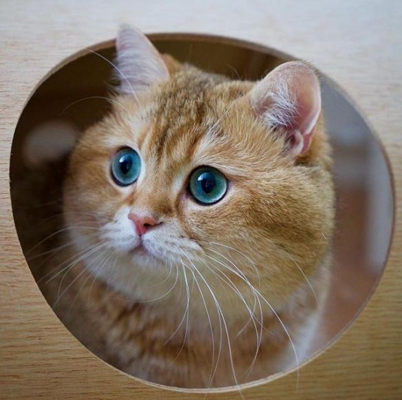 俄罗斯网红猫hosico ps恶搞萌照
