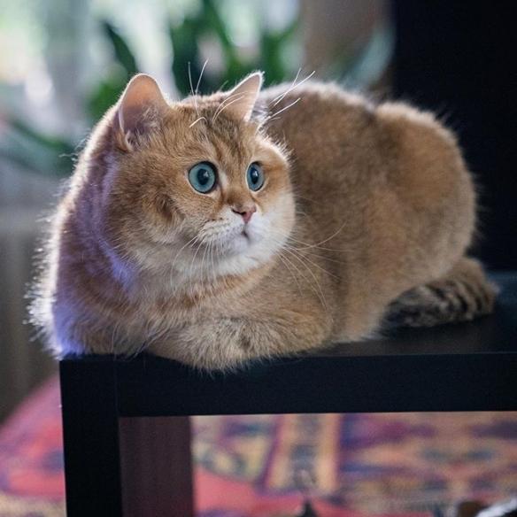 俄罗斯网红猫hosico ps恶搞萌照