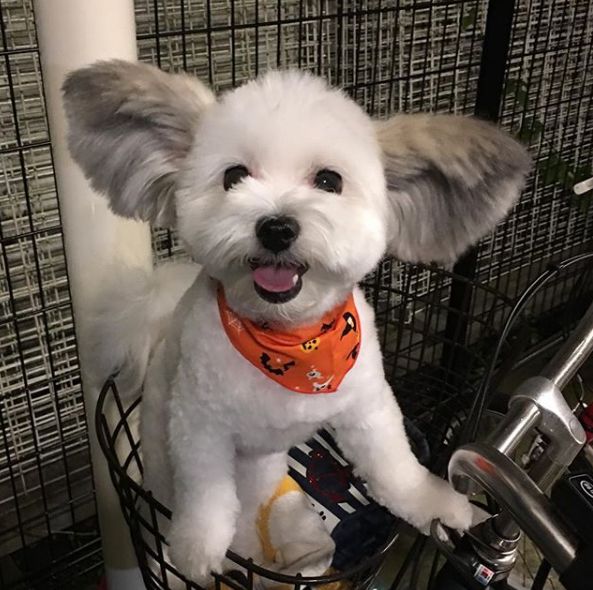 拥有米老鼠一样大耳朵的狗狗真是可爱到爆炸