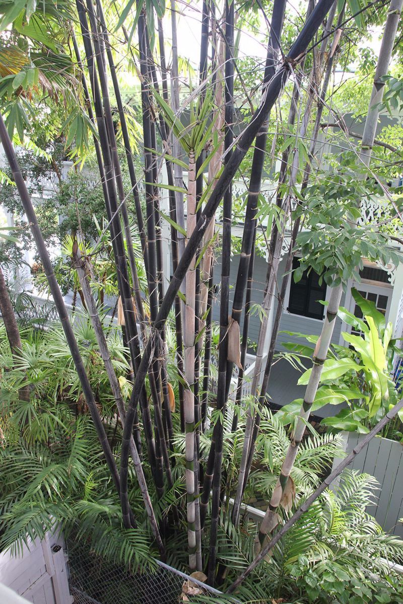 竹子属于树还是草(竹子属于树还是草本植物吗?