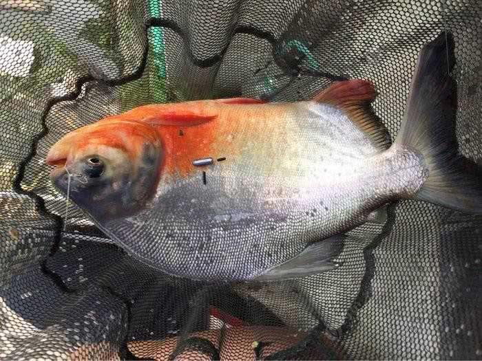 垂钓淡水白鲳它是食人鲳的近亲长着与其不匹配的牙齿