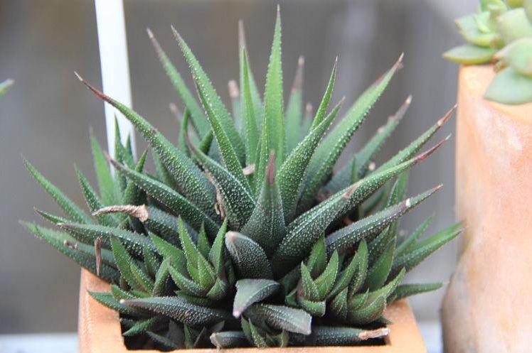 形状奇特的多肉琉璃殿好看又好养观赏性高