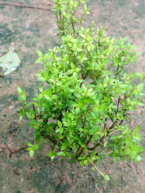 这种"野草"好养好爆盆,人称"地椒草",养家里能驱蚊!