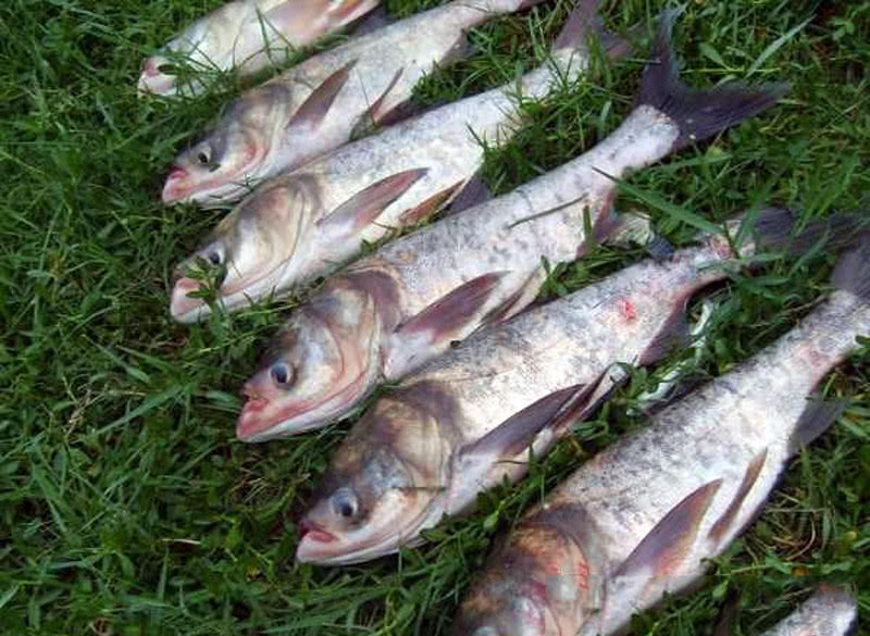 如何区分鲢鱼和鳙鱼,又该如何垂钓此鱼呢?附上我的自制饵料配方