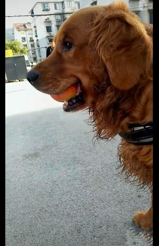 金毛趁主人不注意时,偷偷叼走了水果摊主的一个苹果,学会偷了啊