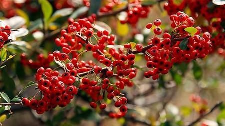 火棘别称救兵粮救命粮火把果赤阳子红子刺红珠吉祥