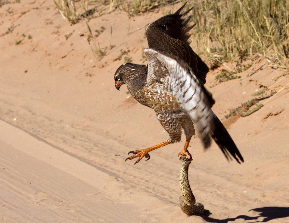 盘点各种精彩的鸟类捕食瞬间