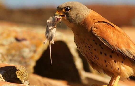 盘点各种精彩的鸟类捕食瞬间