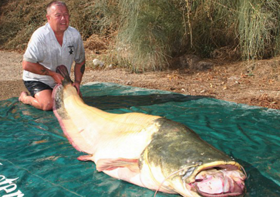英国一家在西班牙捕获世界最大鲶鱼,结果被当地部门给带走