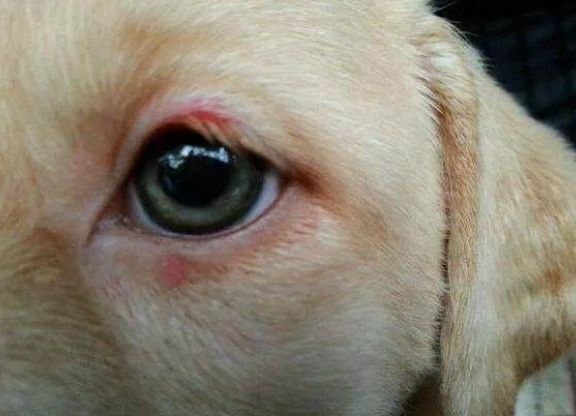 当携带感染的虫子在狗狗身上吸血时,心丝虫幼虫就会进入犬猫体内,经过