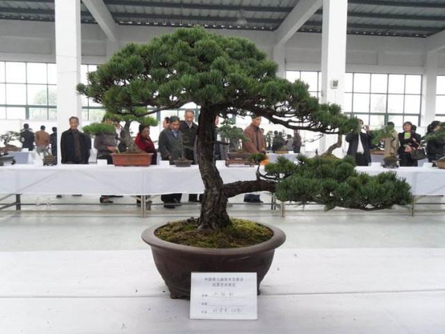叶片窄窄似塔尖,果皮成黑色有腊感,龙柏盆景养护到位才能养好!|龙柏|植物|盆景_新浪新闻