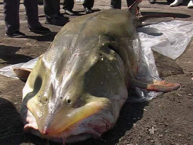 可惜遇到了中国厨师!没错了,它就是鳇鱼!