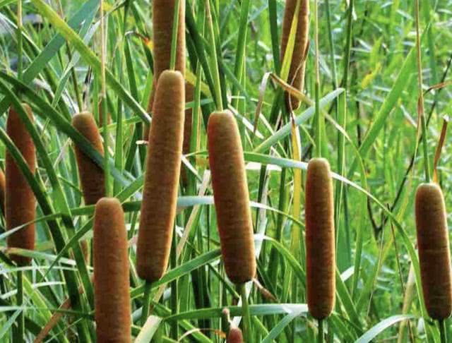 在农村河边,1种杂草奇特,俗称"香肠草",点燃后能驱蚊