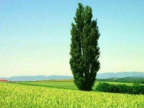 世界上最大的树,最高的树,最粗的树都是哪些?为何说竹子不是树|竹子|雪曼|树干_新浪新闻