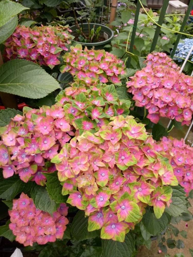 喜欢绣球花,就养一株魔幻城堡,花色好像变魔术,好看又好养