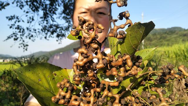 长的奇形怪状却是香馍馍,可以直接吃很甜