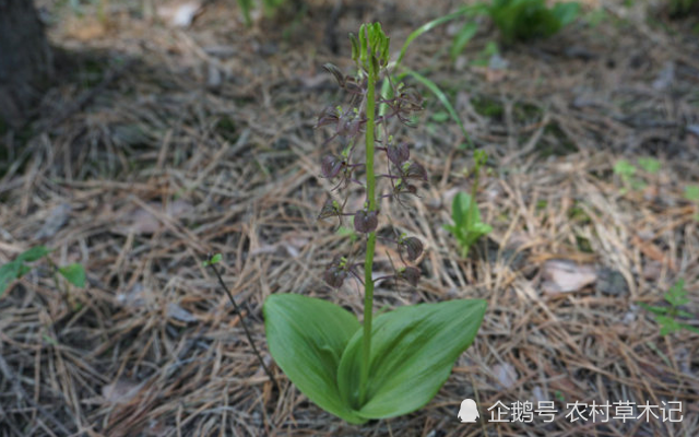 那是福报,请保护好,当前160元一斤|福报|家乡|羊耳_新浪新闻