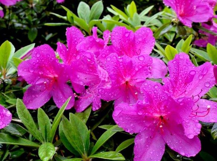 秋季养杜鹃花,做好2点,叶绿根壮,长势旺盛,花开满盆