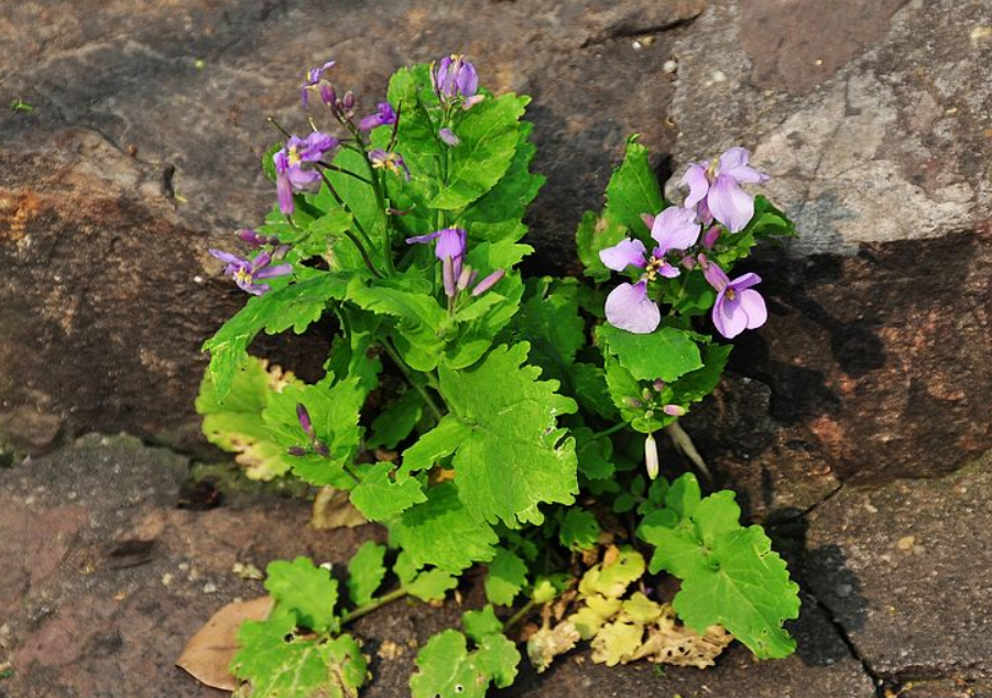 以"诸葛"命名的野菜,农村人吃得美滋滋,城里人种在公园里观赏