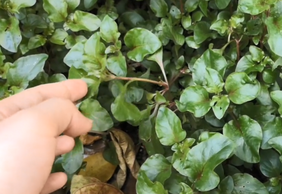 一种长在旱地的"西洋菜",叶片有多种颜色,很多城里人都没吃过