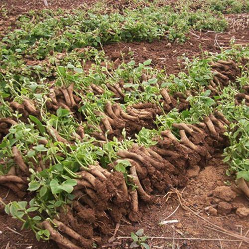 农村的野根粗壮都当宝晒干切片作用多人称葛根