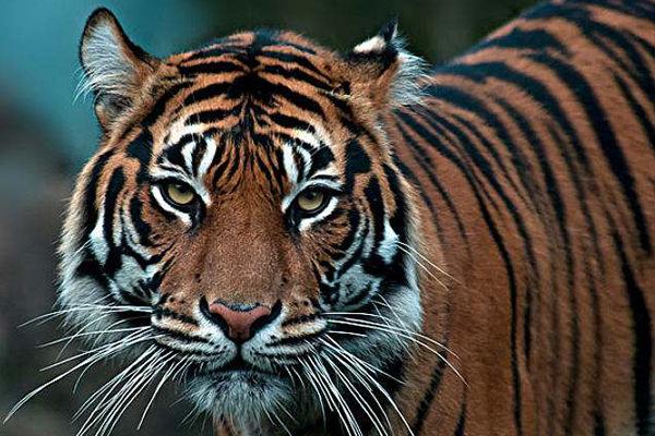 地球上10大珍稀动物苏门答腊虎和大熊猫上榜你知道几种