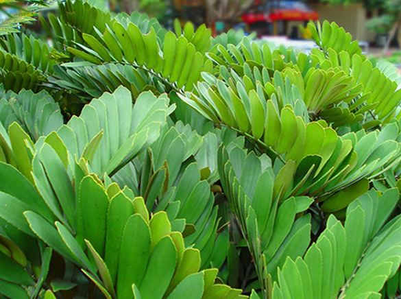 观叶植物美叶凤尾蕉,十分清新高雅,显得幽静雅致!