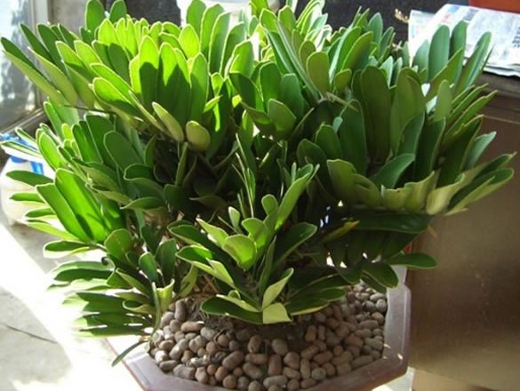 观叶植物美叶凤尾蕉,十分清新高雅,显得幽静雅致!