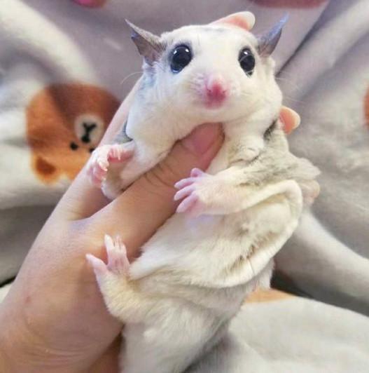 毛绒绒的小动物都超可爱看完它们一天都会元气满满