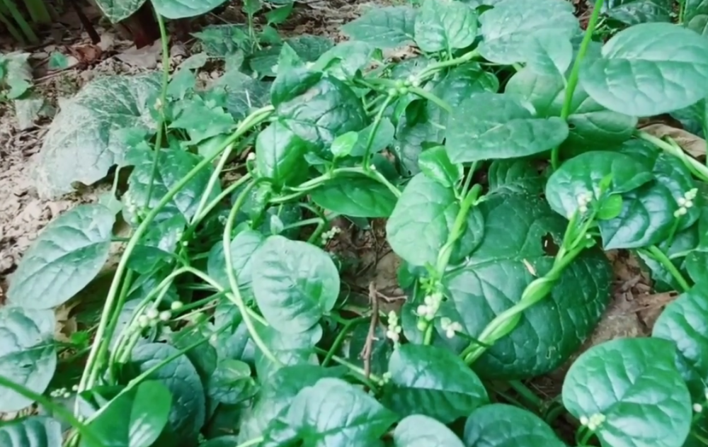 农村常见的"高钙菜",清炒凉拌很美味,难怪人们不吃钙片也健壮