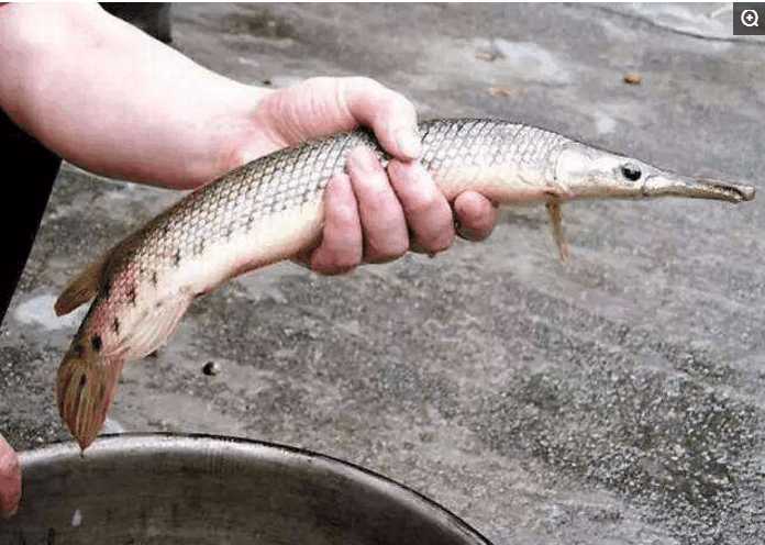 男子抓鱼被怪鱼咬的鲜血直流鉴定后让他大感意外