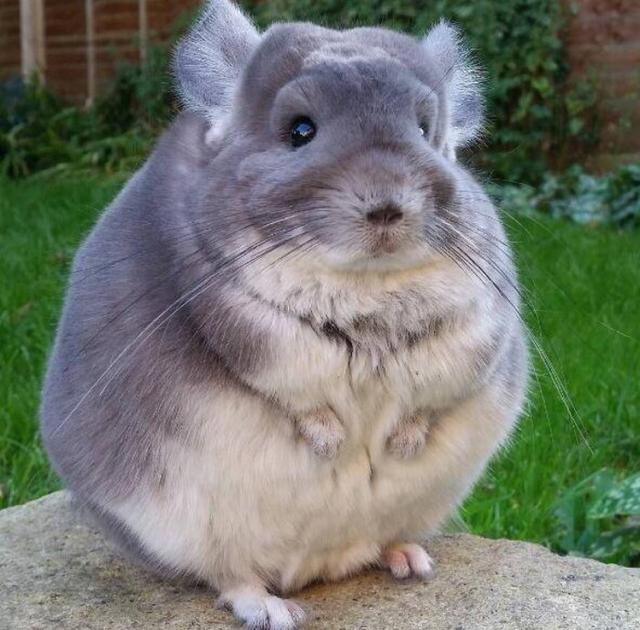 毛绒绒的小动物都超可爱看完它们一天都会元气满满