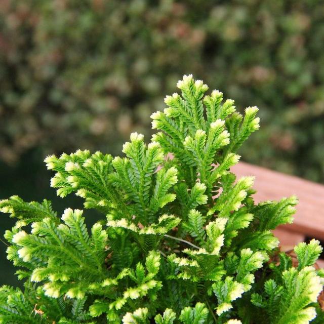 植物|还魂草|水分_新浪新闻