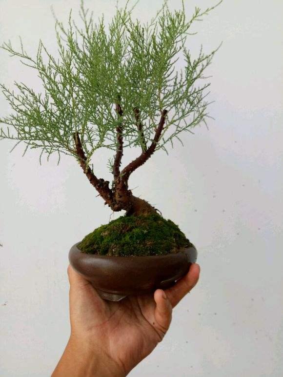 树皮能养花殊不知自己也能做盆景怪柳真有诗情画意