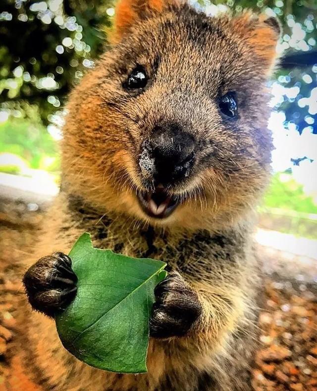 毛绒绒的小动物都超可爱看完它们一天都会元气满满